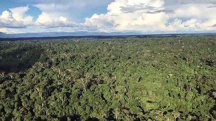 Cerca de 40% da floresta amazônica pode virar savana, diz estudo