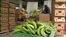 ECV Pequeños y medianos productores de banano