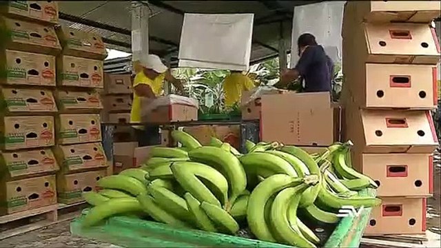 ECV Pequeños y medianos productores de banano