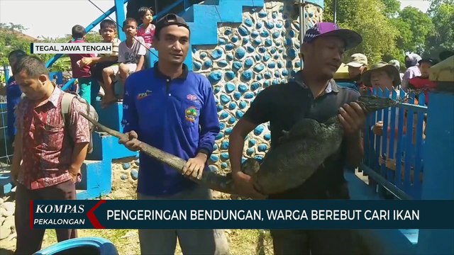Tradisi Kuras Bendungan, Warga Berebut Cari Ikan