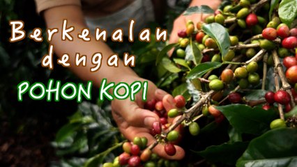 Penikmat Kopi, Yuk Kenalan Dulu Sama Pohon Kopi