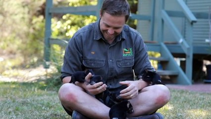 20 Tasmanian devils released into predator-free sanctuary in NSW
