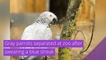 Gray parrots separated at zoo after swearing a blue streak, and other top stories in strange news from October 06, 2020.
