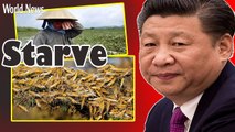 Hot News- Grasshoppers turn China's fields into wild hills. The CCP is in danger of mass starvation