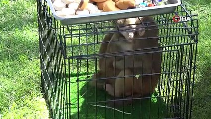 Maymun, Gaziantep Büyükşehir Belediye Başkanı Şahin'in kolunu ısırmaya çalıştı