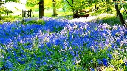 ❤ ❤ ❤ RELAX _ Top 10 Flower Fields in the World