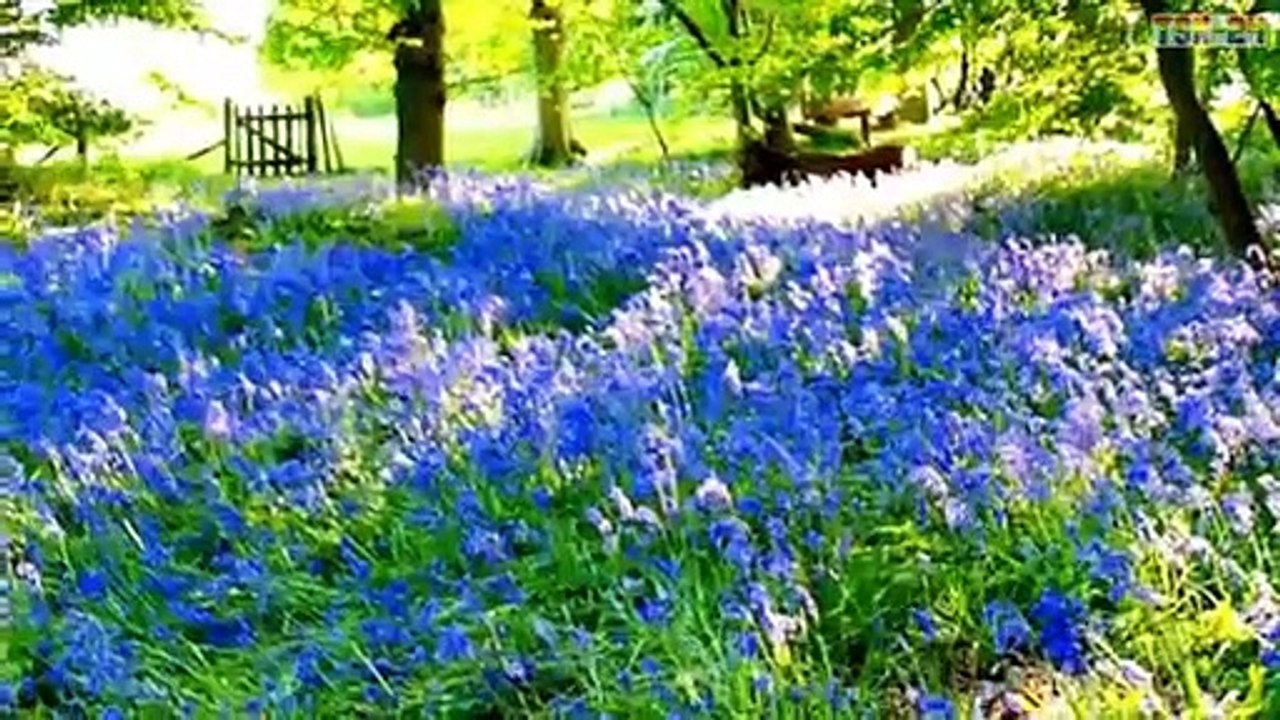 ❤ ❤ ❤ RELAX _ Top 10 Flower Fields in the World
