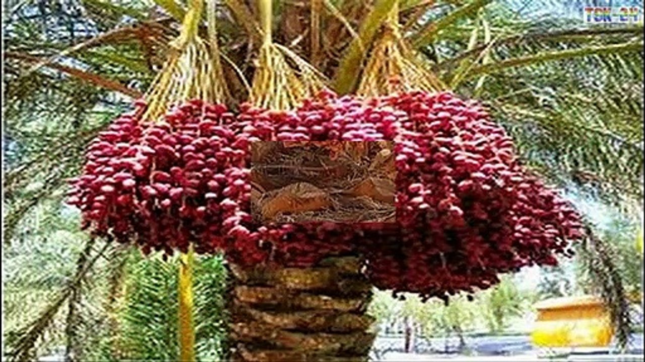 Top The World’s Strangest Fruits 'THAT LOOK LIKE ALIENS'