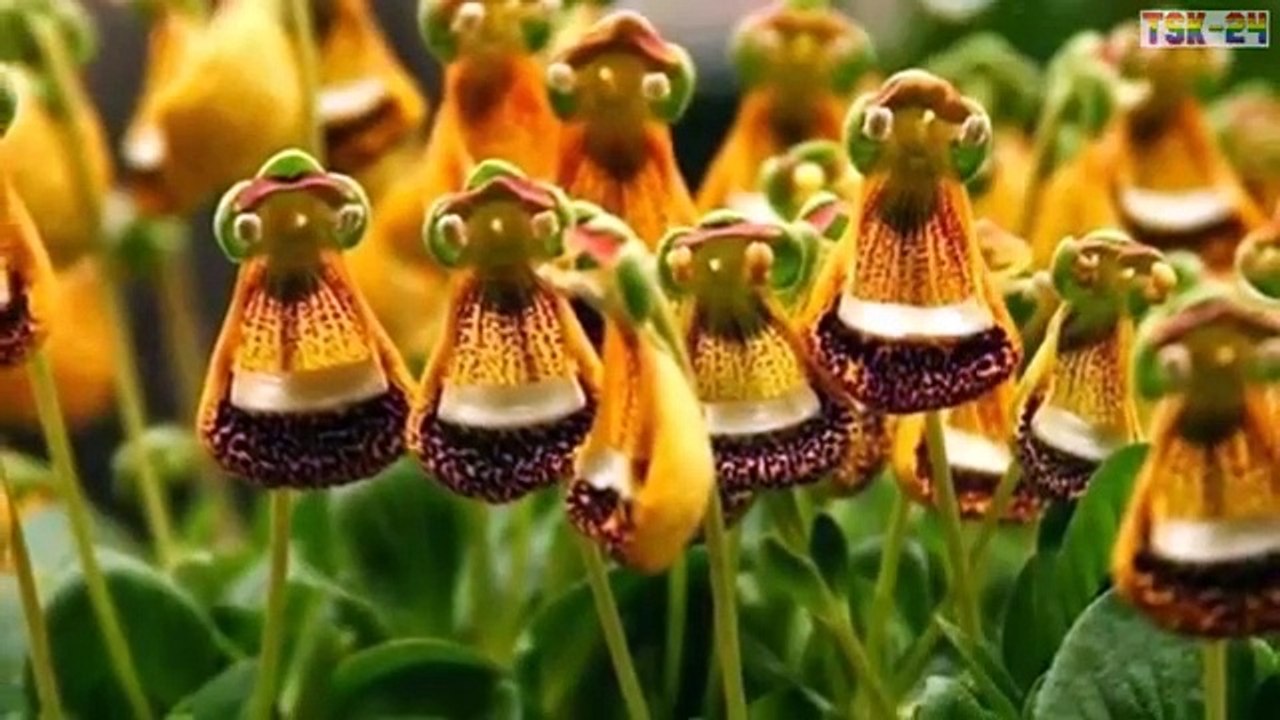 Top 10 Strange Looking Flowers in the World