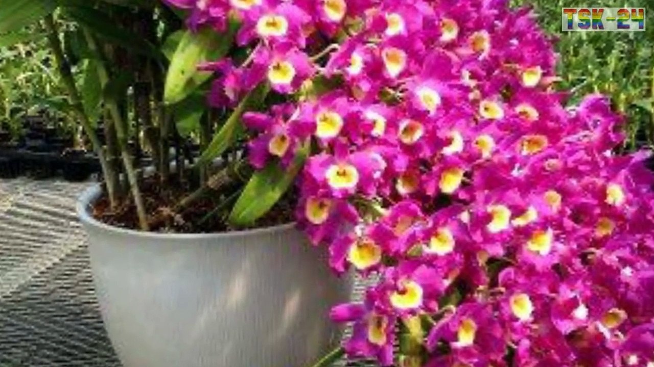 Top 25 Beautiful Orchid Flowers In The World