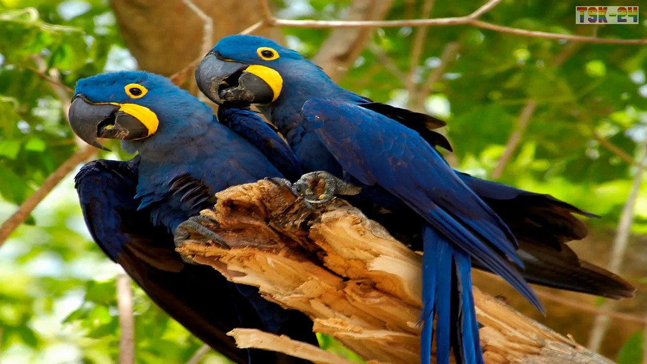 Top 10 Most Beautiful Birds In The World