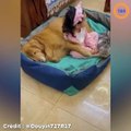 Une petite fille fait la sieste avec son chat et son chien, trop mignon !