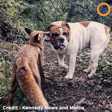 Une forte amitié est née entre un chien et un renard, on se croirait dans Rox et Rouky !