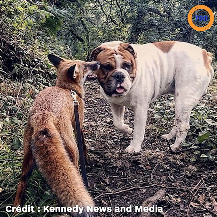 Une forte amitié est née entre un chien et un renard, on se croirait dans "Rox et Rouky" !