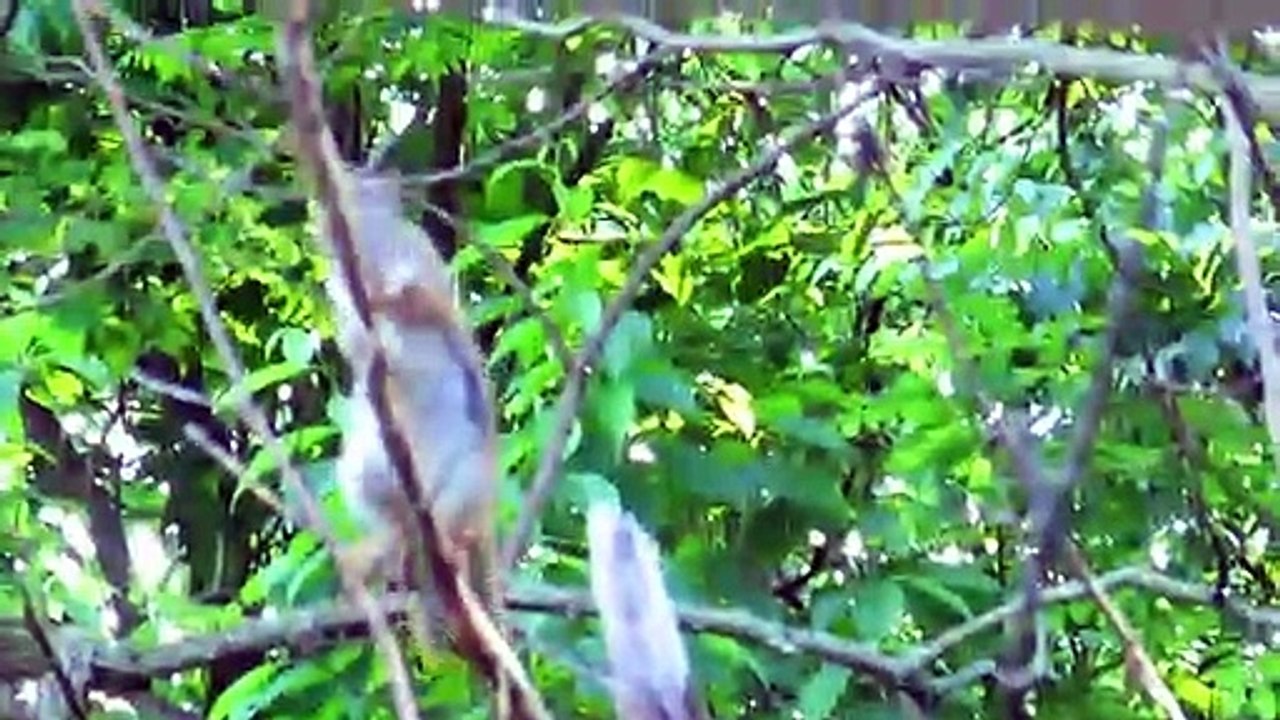 Squirrel Dental Hygiene Chewing on Tree Bark video Dailymotion