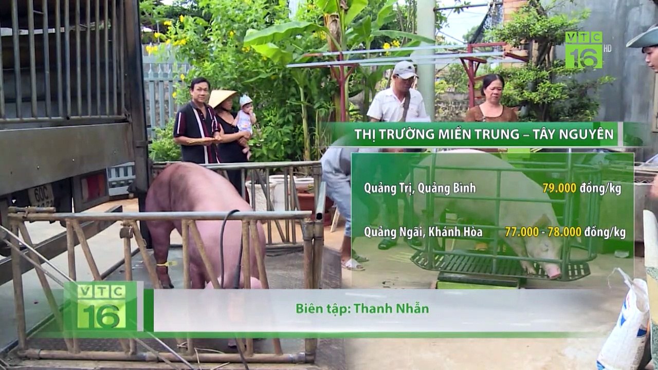 Giá lợn hơi liên tục giảm, thấp nhất 72.000 đồng/kg | VTC16