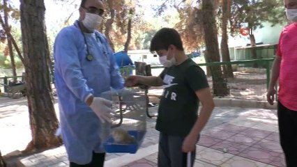 Nesli tükenin baykuş yaralı bulundu