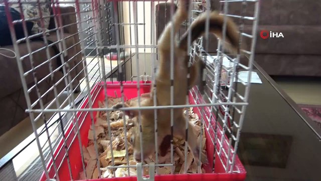 Yavru sincaplar evin neşesi oldu