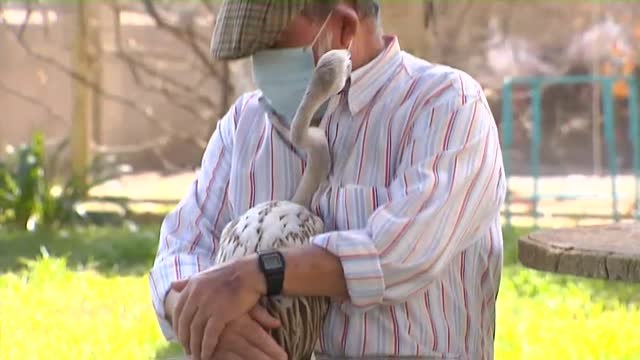 Un flamenco de altos vuelos como mascota