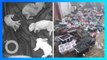 5.000 hewan peliharaan ditemukan tewas dalam kotak pengiriman China - TomoNews