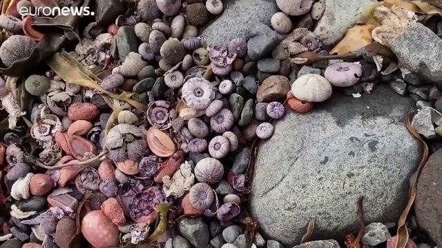 Токсичное пятно идёт на заповедники Камчатки