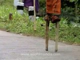 Walking on stilts for the Lord - It happens only in India!!