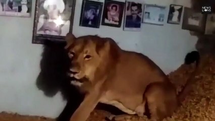Scared lioness hides inside a farmer's house in a village in India