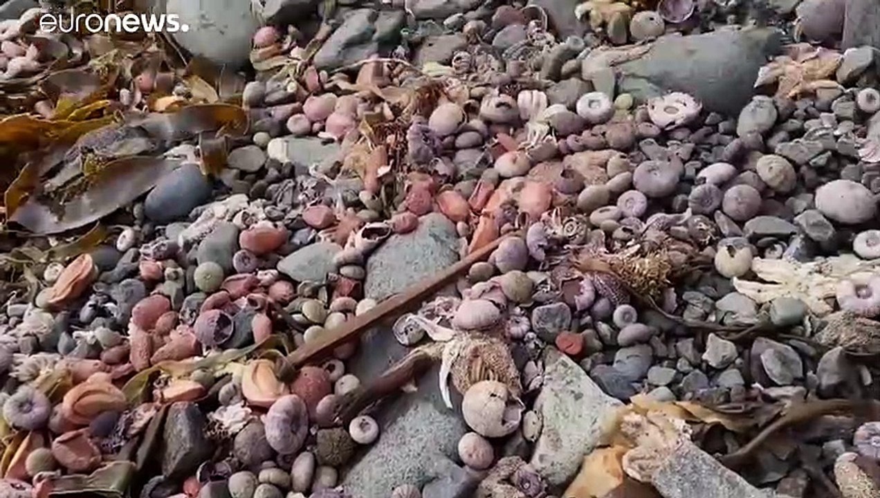 Pollution marine mystérieuse sur les côtes du Kamtchatka