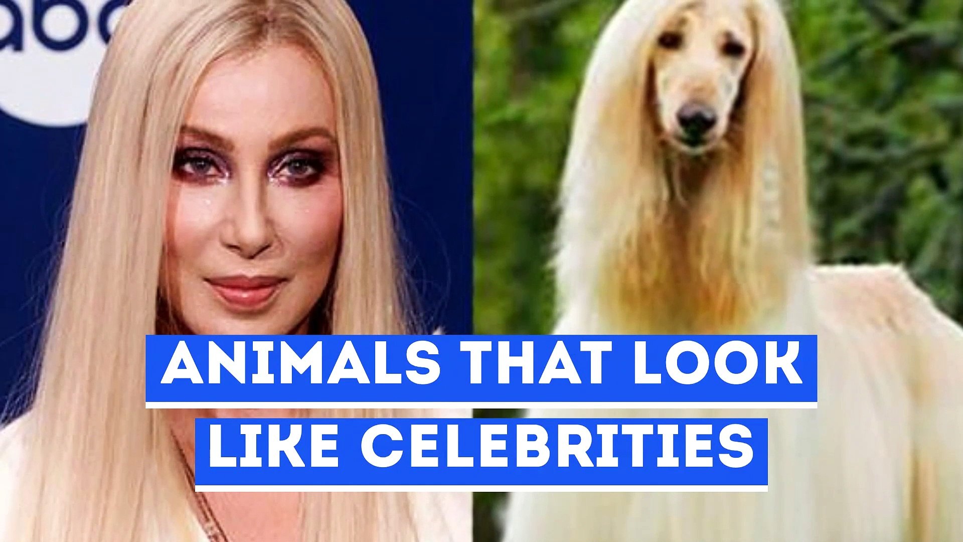 Celebrity Look Alike Animals