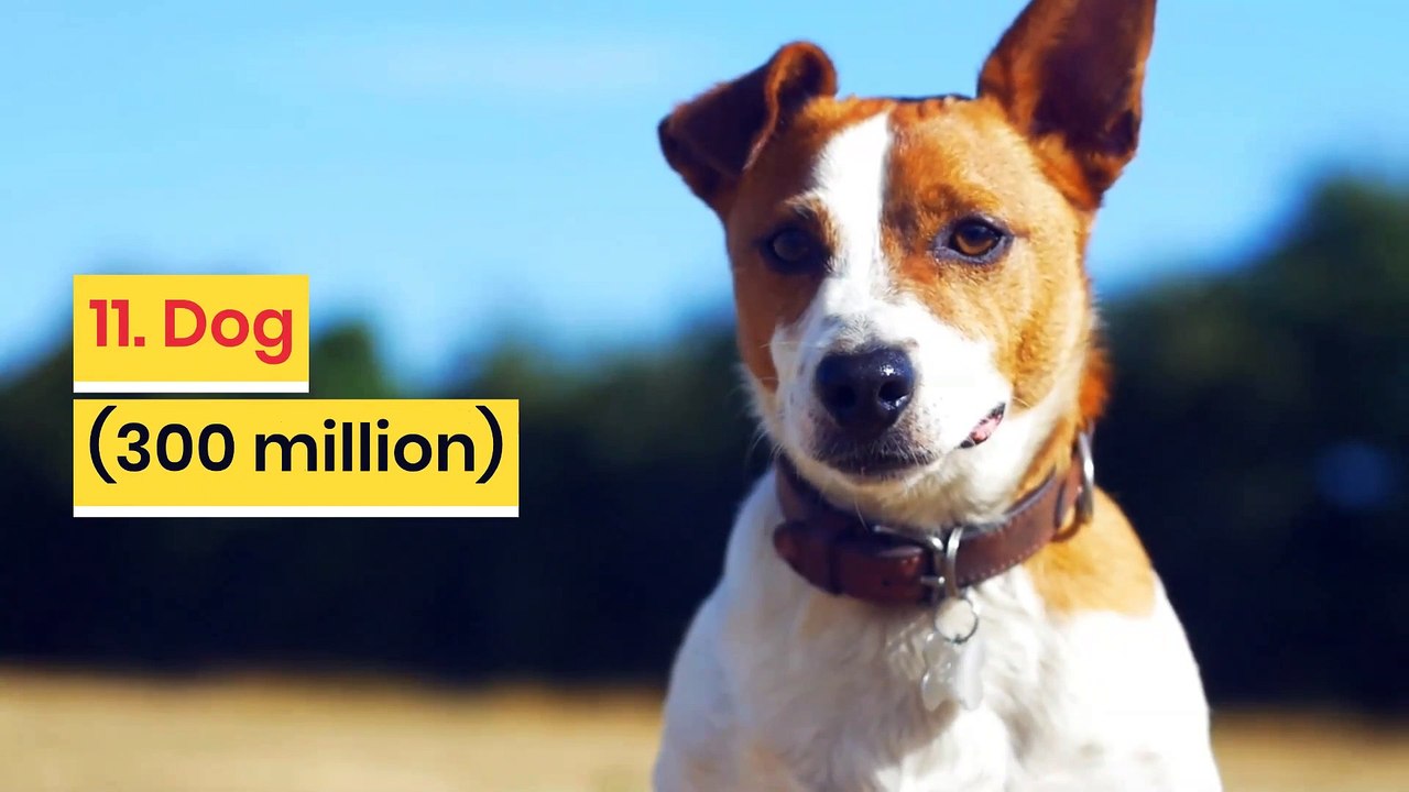 The most populated animal species in the world video Dailymotion