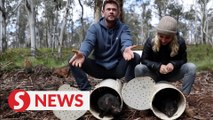 Chris Hemsworth helps return Tasmanian devils to the wild