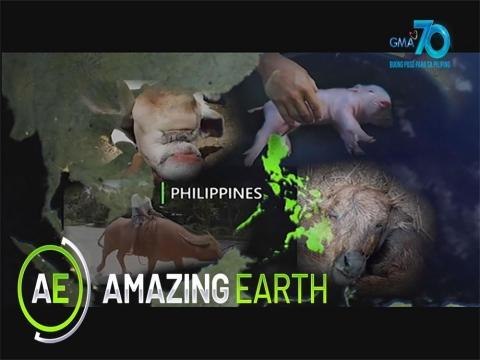 Amazing Earth: Top 4 Weird and Strange Animals in the Philippines