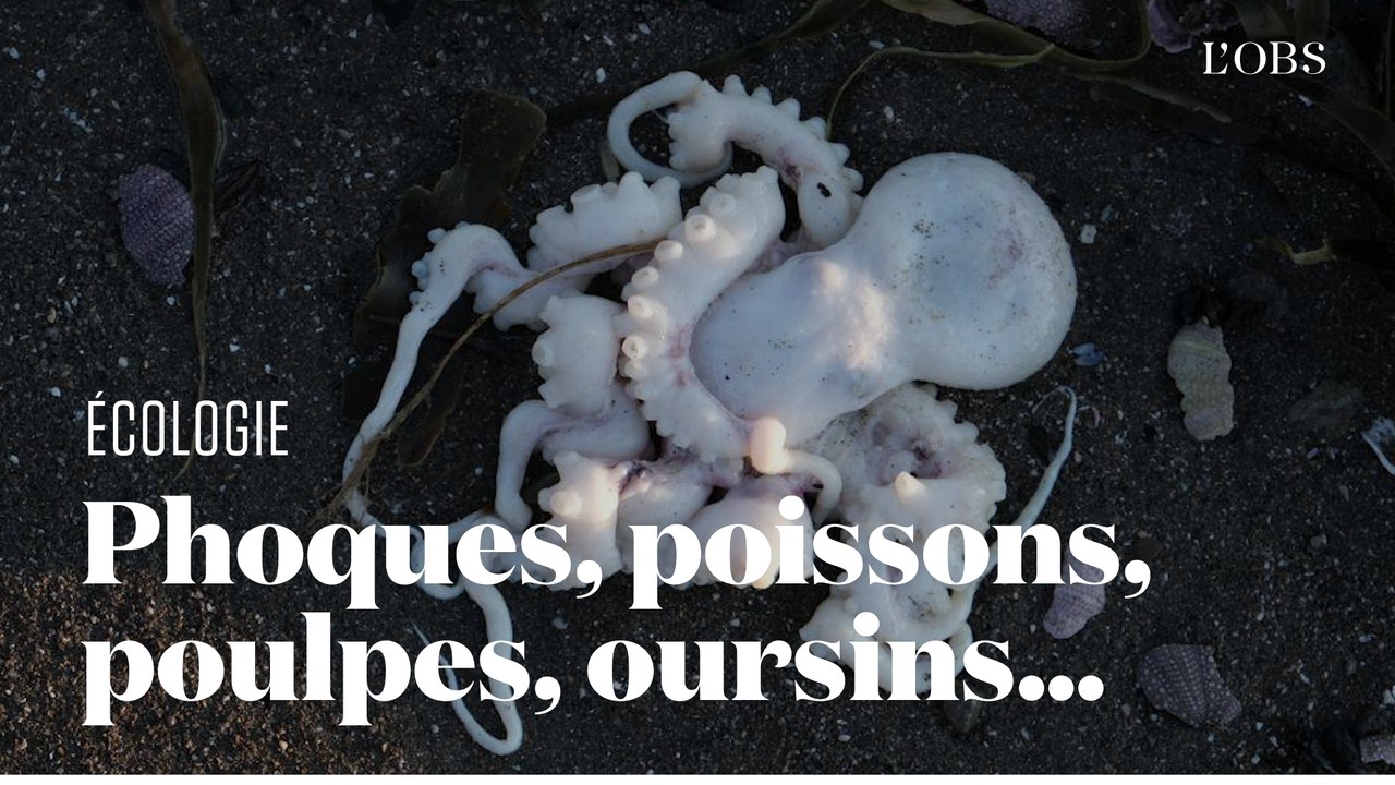 Au Kamtchatka, une  mystérieuse "catastrophe écologique" provoque la mort de centaines d'animaux