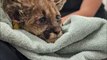 Firefighter rescues mountain lion cub burned in California wildfire