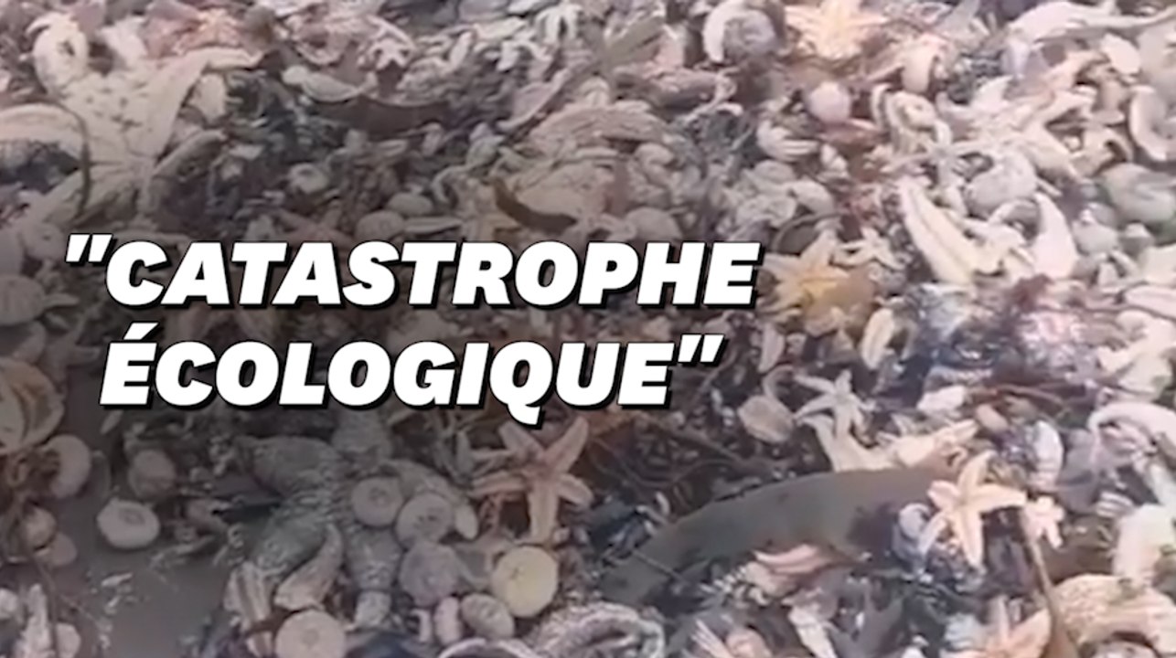 Au Kamtchatka en Russie, des animaux morts jonchent les plages