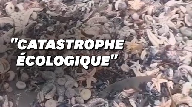Au Kamtchatka en Russie, des animaux morts jonchent les plages