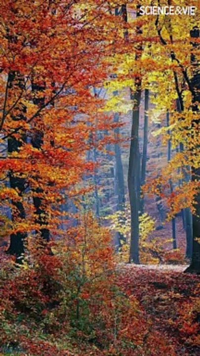 Pourquoi les feuilles des arbres changent-elles de couleur à l'automne ?