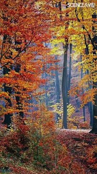 Pourquoi les feuilles des arbres changent-elles de couleur à l'automne ?