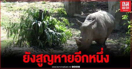 เปิดไทม์ไลน์ นอแรดขาว สวนสัตว์สงขลา มูลค่าสูงกว่า 1 ล้านบาท หาย 1 นอ
