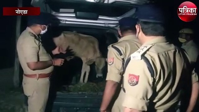 गो तस्करों और पुलिस के बीच मुठभेड़