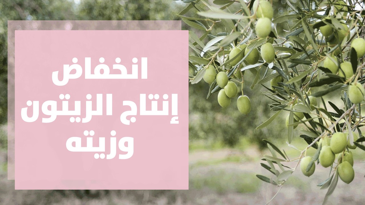 توقعات بانخفاض إنتاج الأردن من زيت الزيتون ......