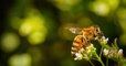 Néonicotinoïdes : les députés votent le retour de l'insecticide «tueur d'abeilles» pour sauver la filière sucrière