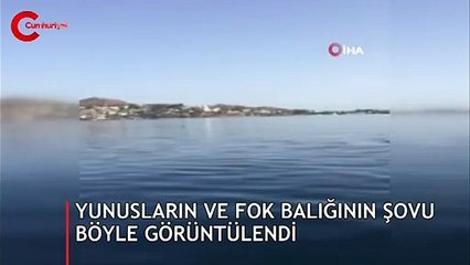Bodrum'da heyecanlı anlar... Cep telefonuyla görüntülendi