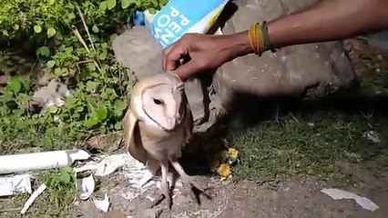 மனித முகம் கொண்ட விநோதமான ஆந்தை - வைரலாகும் வீடியோ