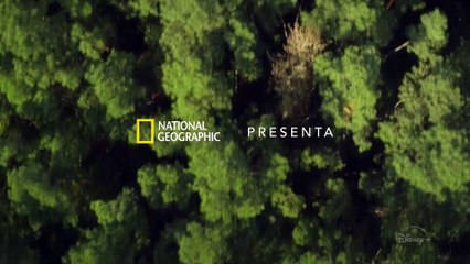 Vita Da Scimpanzè Trailer