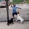 Little Sikh Boy Teases Dogs With Some Bhangra Moves