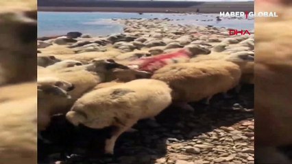 Yer Tunceli... Yüksek ateş çıkan koyunlarını böyle kurtardı