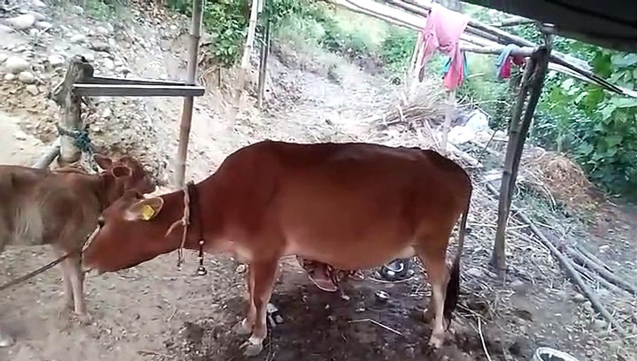 how milk taken for cow in the himachal pradesh