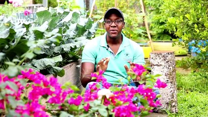 Huertos | Los 10 cultivos que se desarrollan mas rápido - Nex Panamá