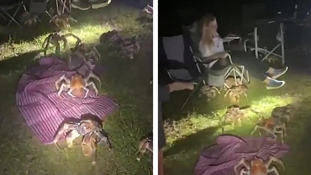 Des invités surprises pendant un barbecue en Australie